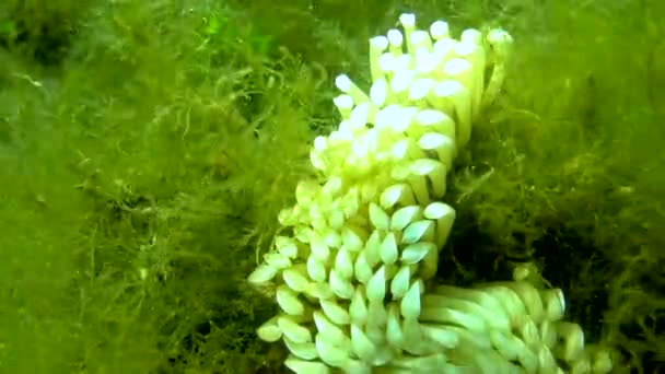 Kokony Drapieżnego Mięczaka Rapana Venosa Najeźdźcy Morzu Czarnym Fauna Morza — Wideo stockowe