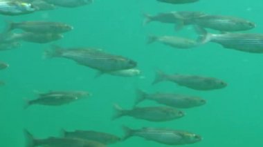 Karadeniz 'deki yeşil yosunlar arasında küçük bir altın rengi aslan yelesi sürüsü (Liza ramada) hızla yüzmektedir. Karadeniz Balığı