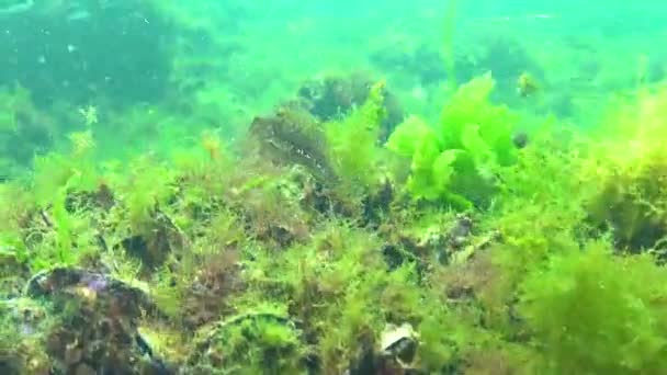 Blenny Entrelazado Camarones Hierba Nadan Rápidamente Entre Las Algas Verdes — Vídeos de Stock