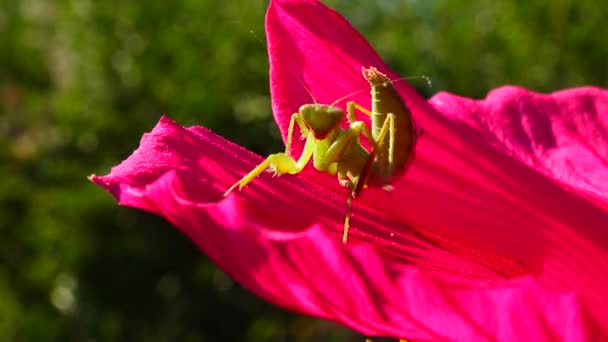 Das Räuberische Insekt Macht Jagd Auf Pflanzen Die Gottesanbeterin Mantis — Stockvideo