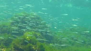 Karadeniz 'de deniz yosunları arasında büyük ölçekli kum eridi (Atherina pontica). Karadeniz Balığı