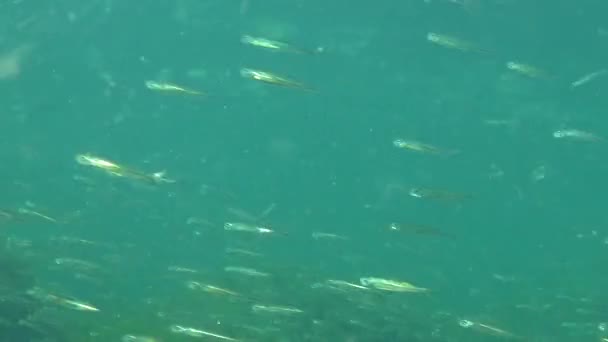 Black Sea Big Scale Sand Smelt Atherina Pontica Seaweed Fish — Stock Video