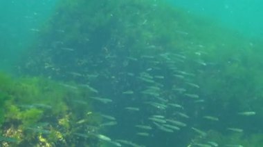 Karadeniz 'de deniz yosunları arasında büyük ölçekli kum eridi (Atherina pontica). Karadeniz Balığı
