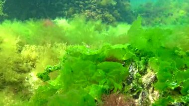 Yeşil yosun Ulva sp. ve Cladophora sp. Karadeniz 'de, denizin dibindeki kayalarda