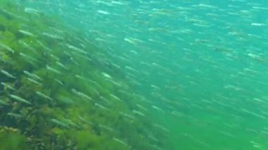 Karadeniz 'de deniz yosunları arasında büyük ölçekli kum eridi (Atherina pontica). Karadeniz Balığı