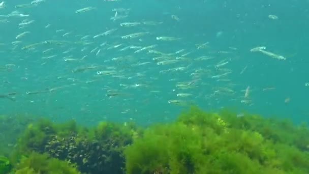 Czarnomorski Piasek Dużą Skalę Atherina Pontica Wśród Wodorostów Morskich Ryby — Wideo stockowe
