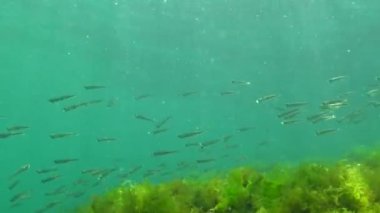 Karadeniz 'de deniz yosunları arasında büyük ölçekli kum eridi (Atherina pontica). Karadeniz Balığı