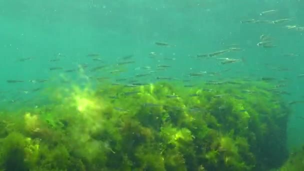 Mar Negro Olía Arena Gran Escala Atherina Pontica Entre Las — Vídeo de stock