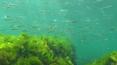 Karadeniz 'de deniz yosunları arasında büyük ölçekli kum eridi (Atherina pontica). Karadeniz Balığı