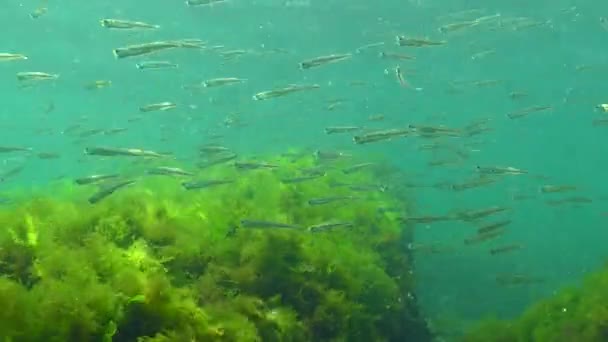 Éperlan Mer Noire Atherina Pontica Parmi Les Algues Poissons Mer — Video