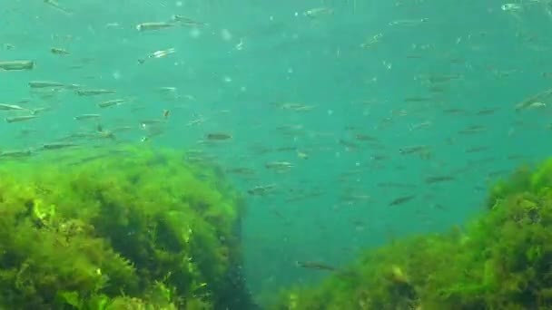 Черноморский Крупномасштабный Песок Atherina Pontica Среди Морских Водорослей Рыбы Черного — стоковое видео