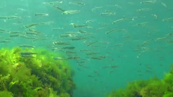 Cheiro Areia Grande Escala Mar Negro Atherina Pontica Entre Algas — Vídeo de Stock