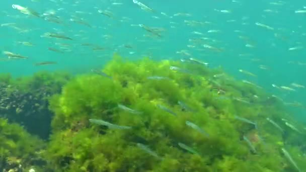 Storskalig Sandlukt Atherina Pontica Bland Algerna Svarta Havet Svarta Havets — Stockvideo