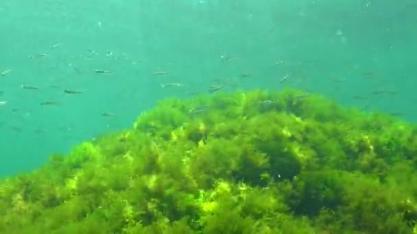 Черноморский Крупномасштабный Песок Atherina Pontica Среди Морских Водорослей Рыбы Черного — стоковое видео