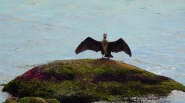 Ukrayna 'nın kuşları. Büyük karabatak (Phalacrocorax carbo) Karabatak Karadeniz 'deki bir taşta tüyleri kurutur.