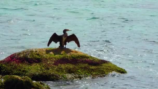 ウクライナの鳥 偉大な鵜 ファラコラックスCarbo 鵜は黒海の石に羽を乾燥させます — ストック動画