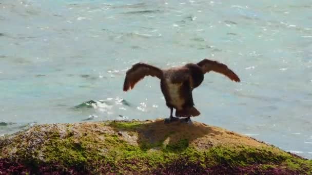 Πουλιά Της Ουκρανίας Μεγάλος Κορμοράνος Phalacrocorax Carbo Cormorant Στεγνώνει Φτερά — Αρχείο Βίντεο