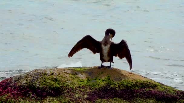 Fåglar Från Ukraina Den Stora Skarven Phalacrocorax Carbo Skarven Torkar — Stockvideo