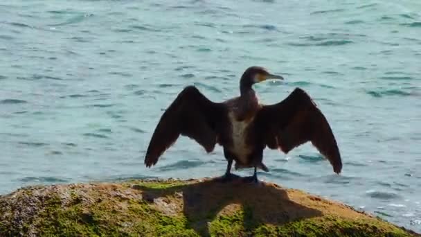 Pássaros Ucrânia Grande Corvo Marinho Phalacrocorax Carbo Cormorão Seca Penas — Vídeo de Stock