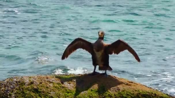 ウクライナの鳥 偉大な鵜 ファラコラックスCarbo 鵜は黒海の石に羽を乾燥させます — ストック動画