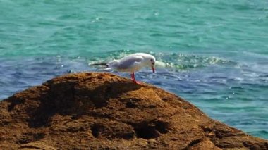 Yeşil yosunlarla kaplı bir taşın üzerinde dinlenen martı, Karadeniz.