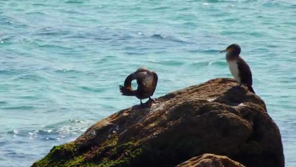 Pássaros Ucrânia Grande Corvo Marinho Phalacrocorax Carbo Repousa Sobre Uma — Vídeo de Stock