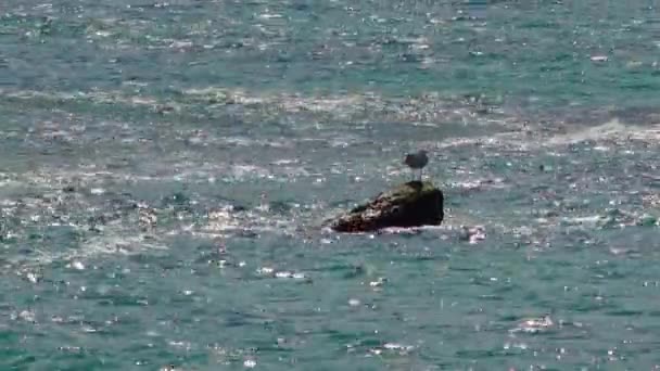 Gaivota Descansando Sobre Uma Pedra Coberta Algas Verdes Mar Negro — Vídeo de Stock