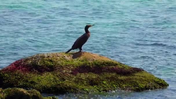 Ptáci Ukrajiny Velký Kormorán Phalacrocorax Carbo Spočívá Kameni Černém Moři — Stock video