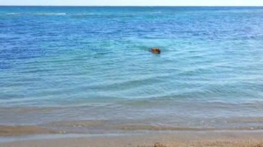 Büyük bir çoban köpeği dişinde bir sopayla kıyıya yüzer.