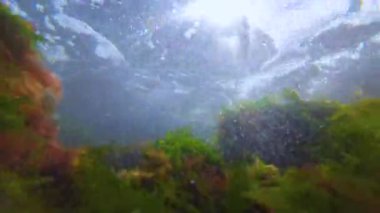 Karadeniz 'deki bir fırtına sırasında kıyı açıklarında kırmızı ve yeşil algler.