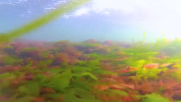 Rode Groene Algen Voor Kust Tijdens Een Storm Zwarte Zee — Stockvideo