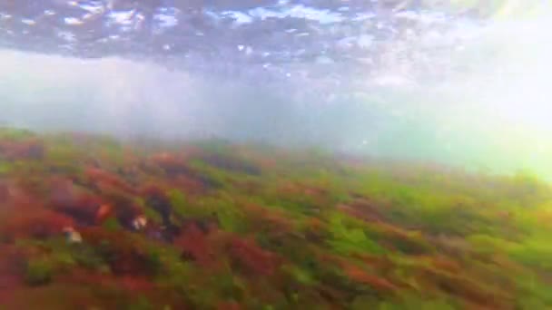 Algas Vermelhas Verdes Largo Costa Durante Uma Tempestade Mar Negro — Vídeo de Stock