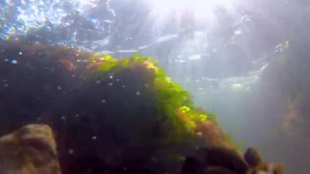 Algues Rouges Vertes Large Des Côtes Lors Une Tempête Mer — Video