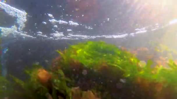 Красные Зеленые Водоросли Берегов Время Шторма Черном Море — стоковое видео
