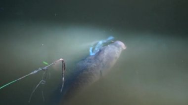 Büyük balık, sazan plankton yakalayıp yiyor.