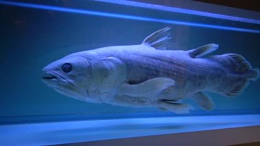 NANTES, FRANCE - Eylül 2017: Latimeria, Musee d 'histoire naturelle de Nantes, Fransa
