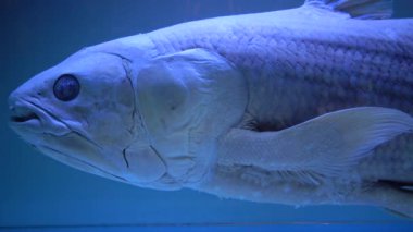 NANTES, FRANCE - Eylül 2017: Latimeria, Musee d 'histoire naturelle de Nantes, Fransa