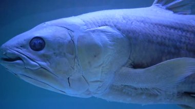 NANTES, FRANCE - Eylül 2017: Latimeria, Musee d 'histoire naturelle de Nantes, Fransa