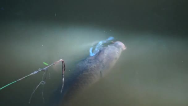 Peces Grandes Carpa Captura Plancton Come — Vídeo de stock