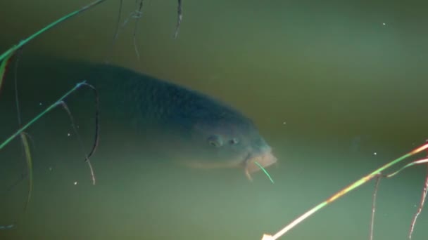 물고기인 잉어가 플랑크톤을 잡아서 있습니다 — 비디오
