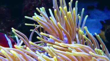 dişi palyaço balığı, Amphiprion ocellaris) anemonların dokunaçları arasında yüzer.