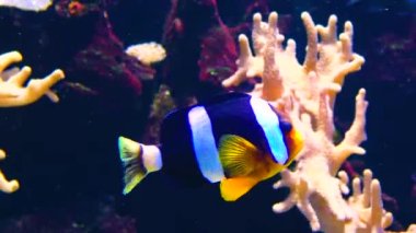 dişi palyaço balığı, Amphiprion ocellaris) anemonların dokunaçları arasında yüzer.