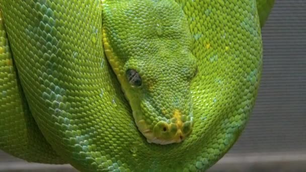 Morelia Viridis Vulgarmente Conhecida Como Árvore Verde Python — Vídeo de Stock