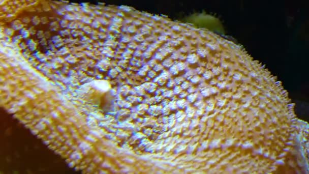 Havsanemon Det Marina Akvariet Zoanthus — Stockvideo