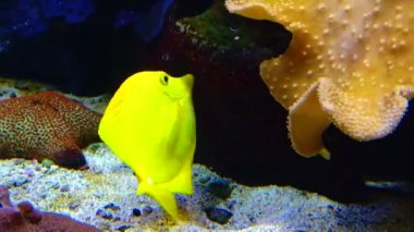 Deniz akvaryumundaki mercanların yanındaki sarı tropikal balıklar