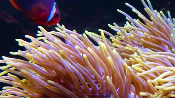 海洋水族館の大型イソギンチャクの触手 魚とイソギンチャクの共生 — ストック動画