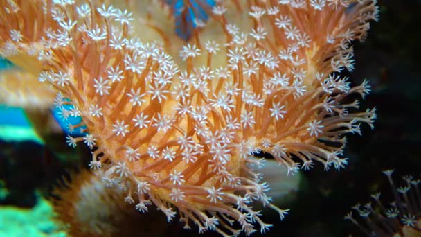 大型海葵在海洋水族馆中的帐篷 热带珊瑚礁鱼在水族馆中的宏观摄影 — 图库视频影像