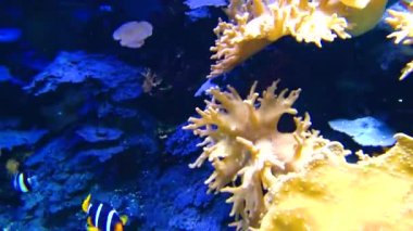 Palyaço balığı, Anemonefish (Amphiprion ocellaris) anemonların dokunaçları arasında yüzer