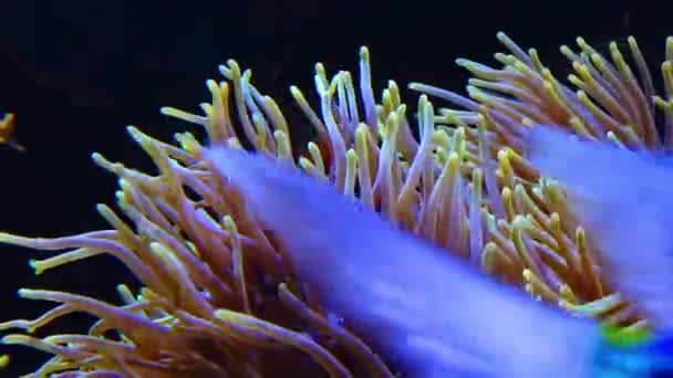 Tentáculos Anémona Mar Grande Acuario Marino Simbiosis Peces Anémonas — Vídeo de stock