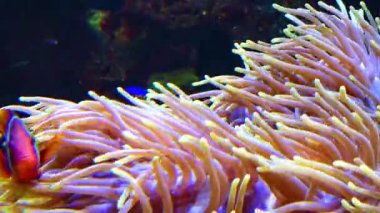 Deniz akvaryumundaki büyük deniz şakayıklarının dokunaçları, balık ve anemonların ortak yaşamı.